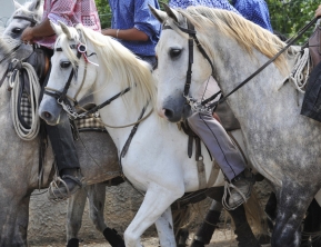 chevaux camarguais